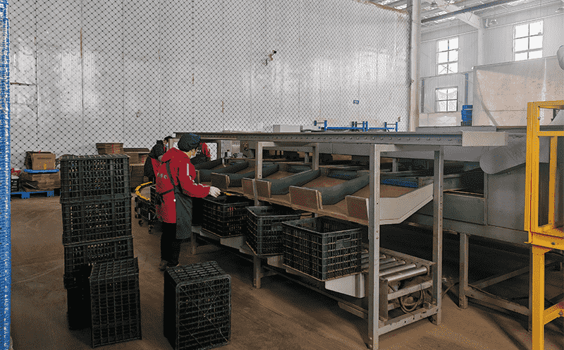 images/1772613375696sweet potato sorter.png